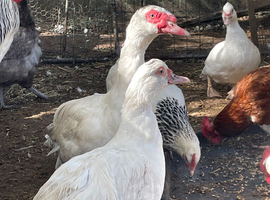 Muscovy breeding pair
