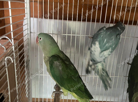 Dnad Pair of alexandriers