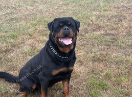 Rottweiler Male Dog