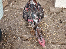 Chicken