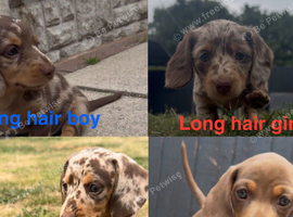 KC registered Long hair and short hair miniature dachshunds