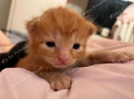 Kittens