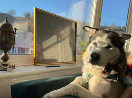 Husky boy looking for a home.