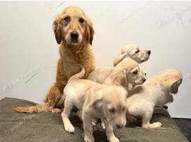KC registered golden retriever puppies
