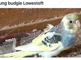 Budgie available 1x girl