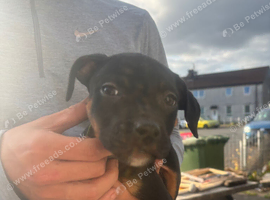 Beautiful tri pup girl