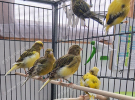 Fife canaries, 2026 bred,