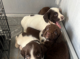 Stunning cocker spaniel puppies