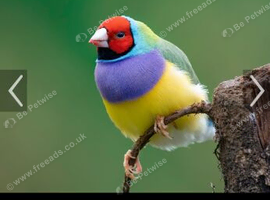 Gouldain finches wanted