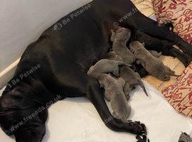 Outstanding ICCF Cane Corso Puppies &ndash; Health Tested & Home Raised
