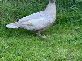 Female Lavender Muscovy Duck 2025 hatched