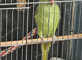 3 year old ringneck needs new home