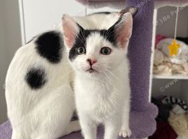 Little gorgeous male ready now