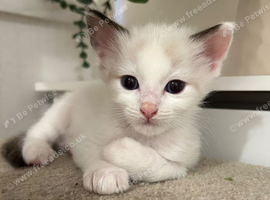 Lilac Bicolour Ragdoll Male Kitten
