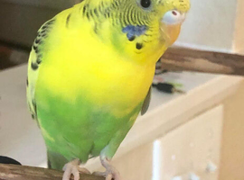 WANTED BUDGIES