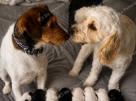 Puppies