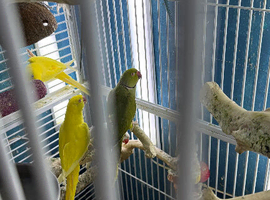 Indian ringneek parrots