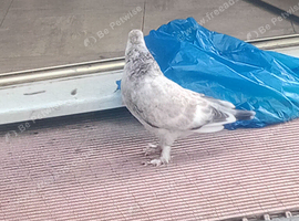 Fancy hand tame house pigeon
