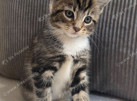 3 kittens looking for forever homes