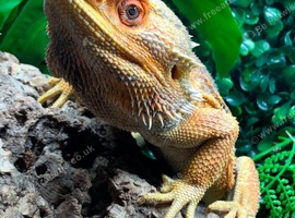 Adult Male Orange Citrus Blue Bar Proven Breeder Bearded Dragon