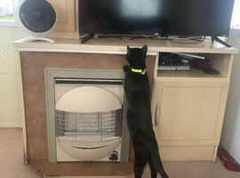 Black cat