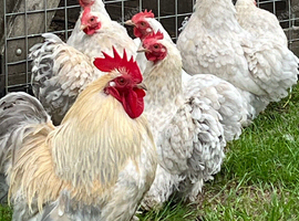 Set of porcelain Pekins