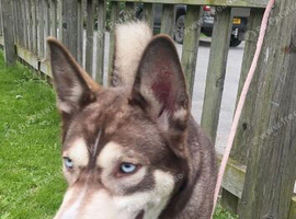 Siberian husky