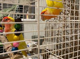 Pair love birds
