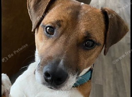Plummer terrier puppy wanted