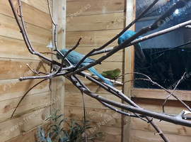 4 kakarikis for sale