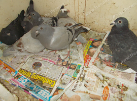 8 RACING PIGEONS FOT SALE..