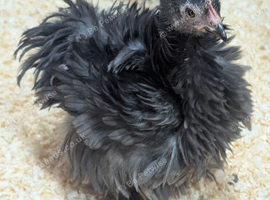 Pekin frizzle bantam hen and cockerel