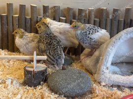 Mixed Button Quail