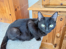 4 gorgeous kittens for sale