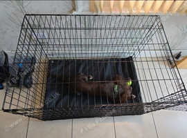 Xl dog cage