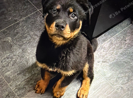 11wks Old Rottweiler Puppy