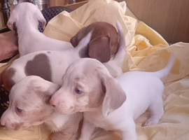 *Outstanding* Dachshund puppies 13th June