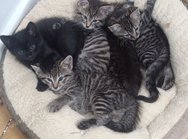Kittens needing homes