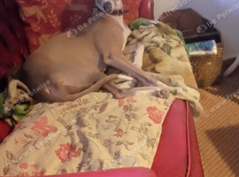 Adult female whippet