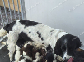 English Springer Spaniel Puppies