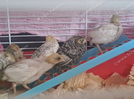 Button quail for sale