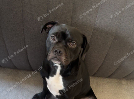 Male 3 year old dog for re homing