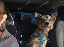Ralph 1.5 years old border terrier