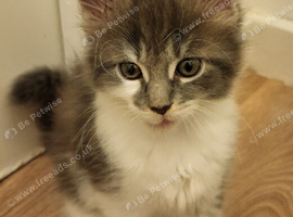 Main coone kittens