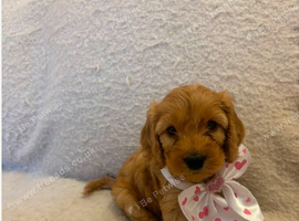 7 Gorgeous Cockapoo Puppies Left
