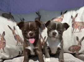 Chihuahua TCUP Puppies