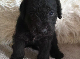 Bedlington x Lakeland Puppies