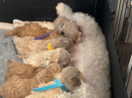 F2 Poochon puppies for sale