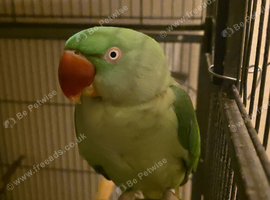 Alexandinre parrot