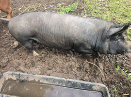 Berkshire Sow in pig 3.5 yrs old